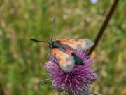 Zygaena_filipendulae_S_09.jpg
