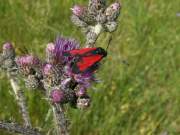 Zygaena_filipendulae_S_15.jpg