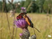 Zygaena_filipendulae_S_19.jpg
