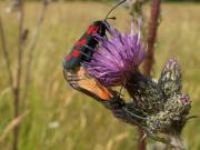 Zygaena_filipendulae_S_20.jpg