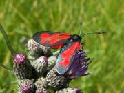 Zygaena_filipendulae_S_24.jpg