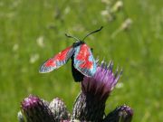 Zygaena_filipendulae_S_28.jpg