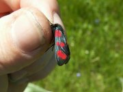 Zygaena_filipendulae_S_29.jpg