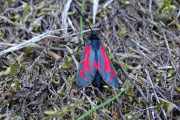 Zygaena_filipendulae_S_31.jpg