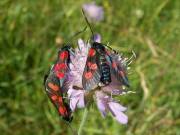 Zygaena_lonicerae_S_03.jpg
