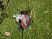 Zygaena_purpuralis_S_01.jpg