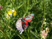 Zygaena_transalpina_S_01.jpg