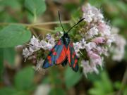 Zygaena_transalpina_S_03.jpg