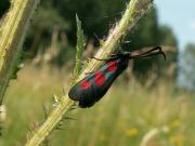 Zygaena_trifolii_S_01.jpg
