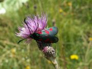 Zygaena_trifolii_S_02.jpg