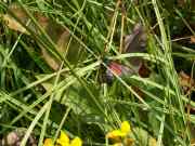 Zygaena_trifolii_S_03.jpg