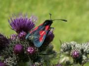 Zygaena_trifolii_S_04.jpg